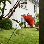 Belvedere Konukevi Cork